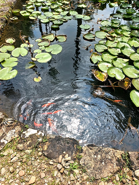 Koi fish in the pond